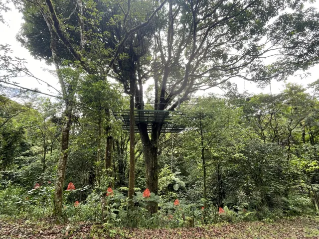 65-Acre Estate with Canopy Tour, Two Homes, horses, and Build-Ready Platforms