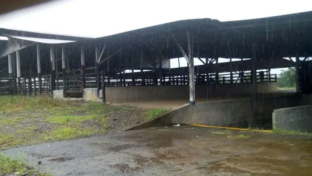 Livestock farm for sale and palm oil, 331 acres