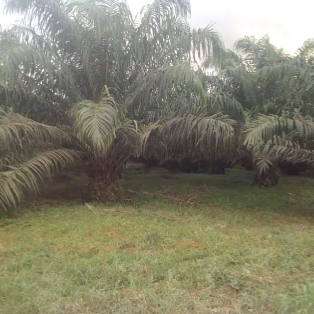 Livestock farm for sale and palm oil, 331 acres