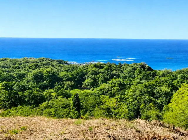 Elevated view overlooking a dense green forest canopy with the blue ocean and horizon in the background.