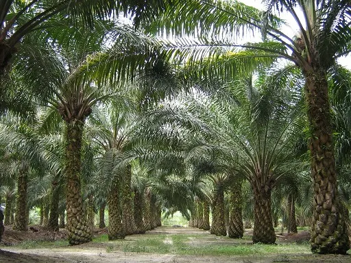 Livestock farm for sale and palm oil, 331 acres