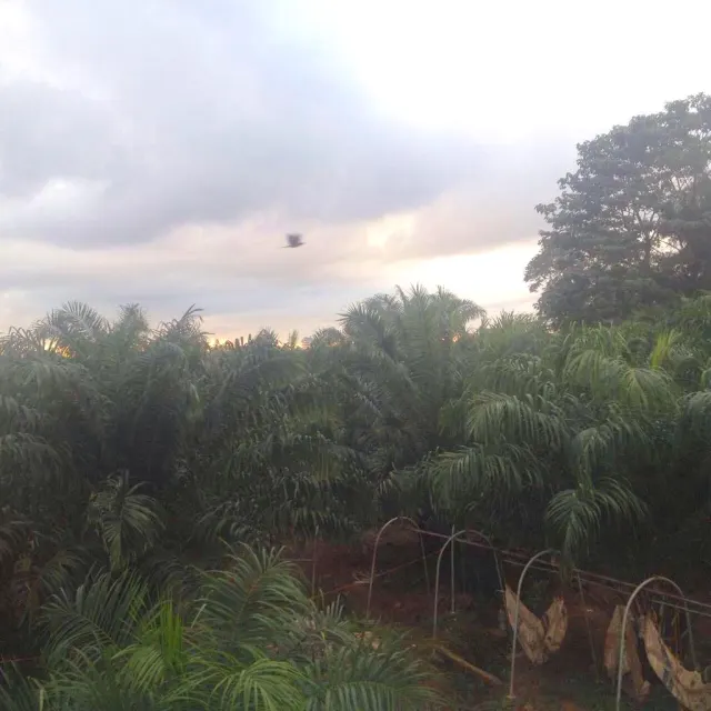 Livestock farm for sale and palm oil, 331 acres