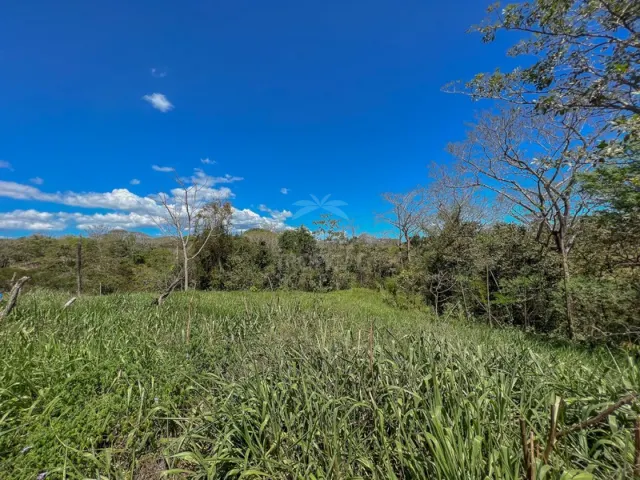 An open grassy field bordered by trees and shrubs under a bright blue sky with scattered clouds.