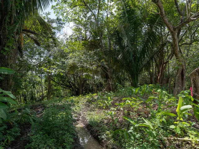 Commercial and Tourism Lot in Cabuya – Visibility, Nature, and Growth Potential