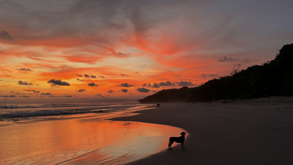 Dogs in Santa Teresa Dog friendly beach community during sunset in Santa Teresa Costa Rica